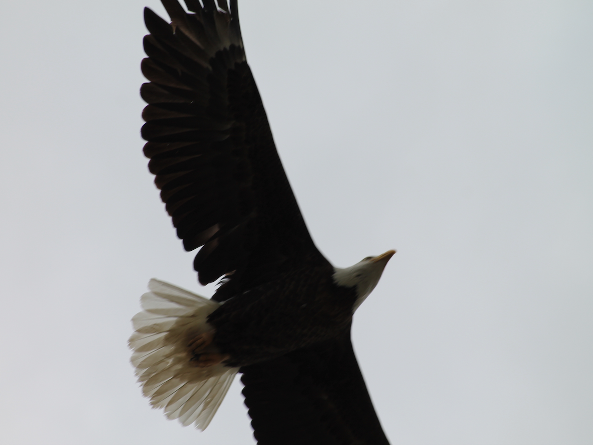 Белоголовый орлан - ML235401951