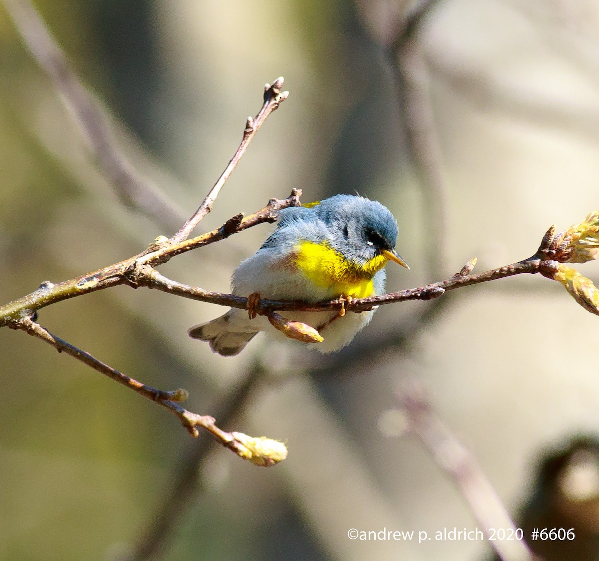 Parula Norteña - ML235403191