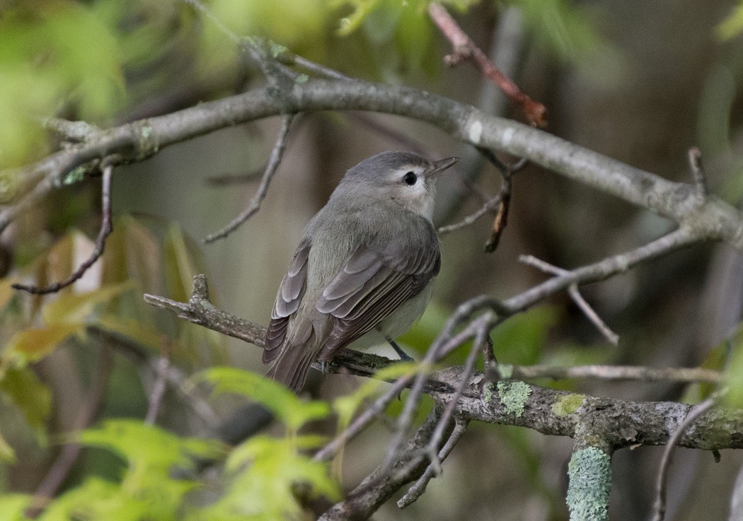Warbling Vireo - ML235404041