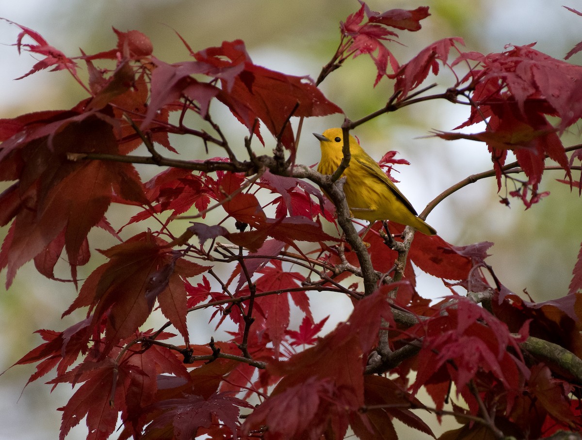 Yellow Warbler - ML235404291