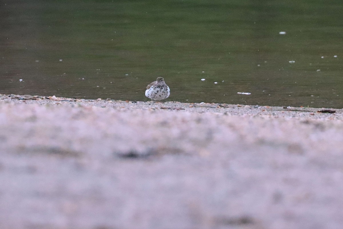 Spotted Sandpiper - ML235404531