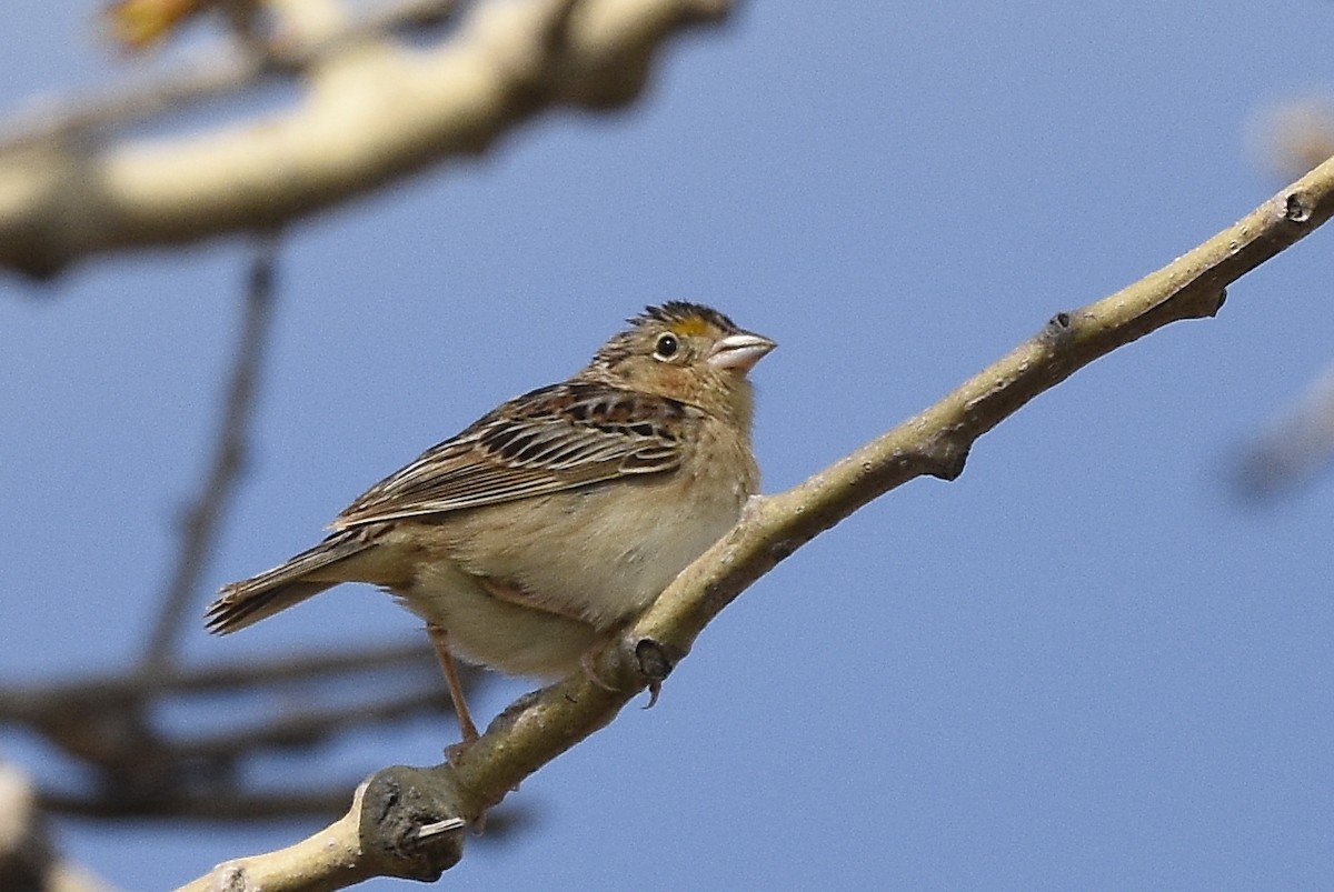 Grasshopper Sparrow - ML235405161