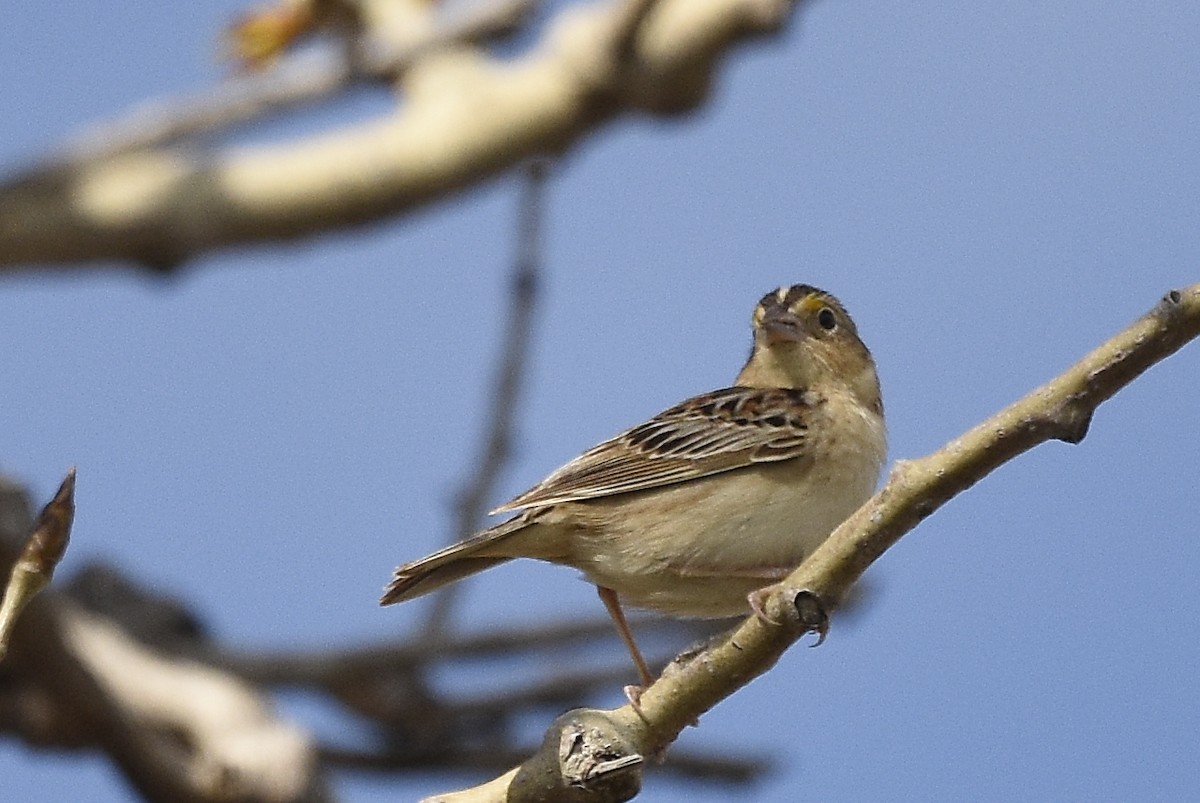 Grasshopper Sparrow - ML235405171