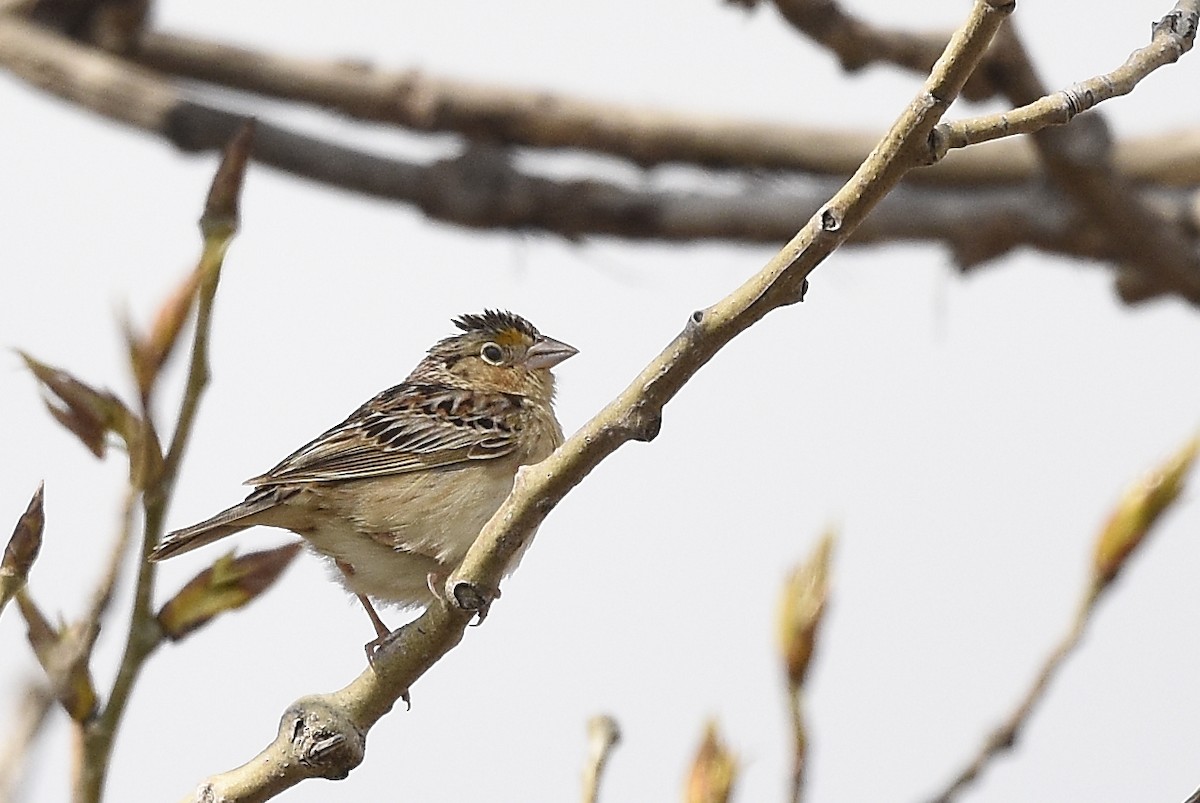 Grasshopper Sparrow - ML235405181