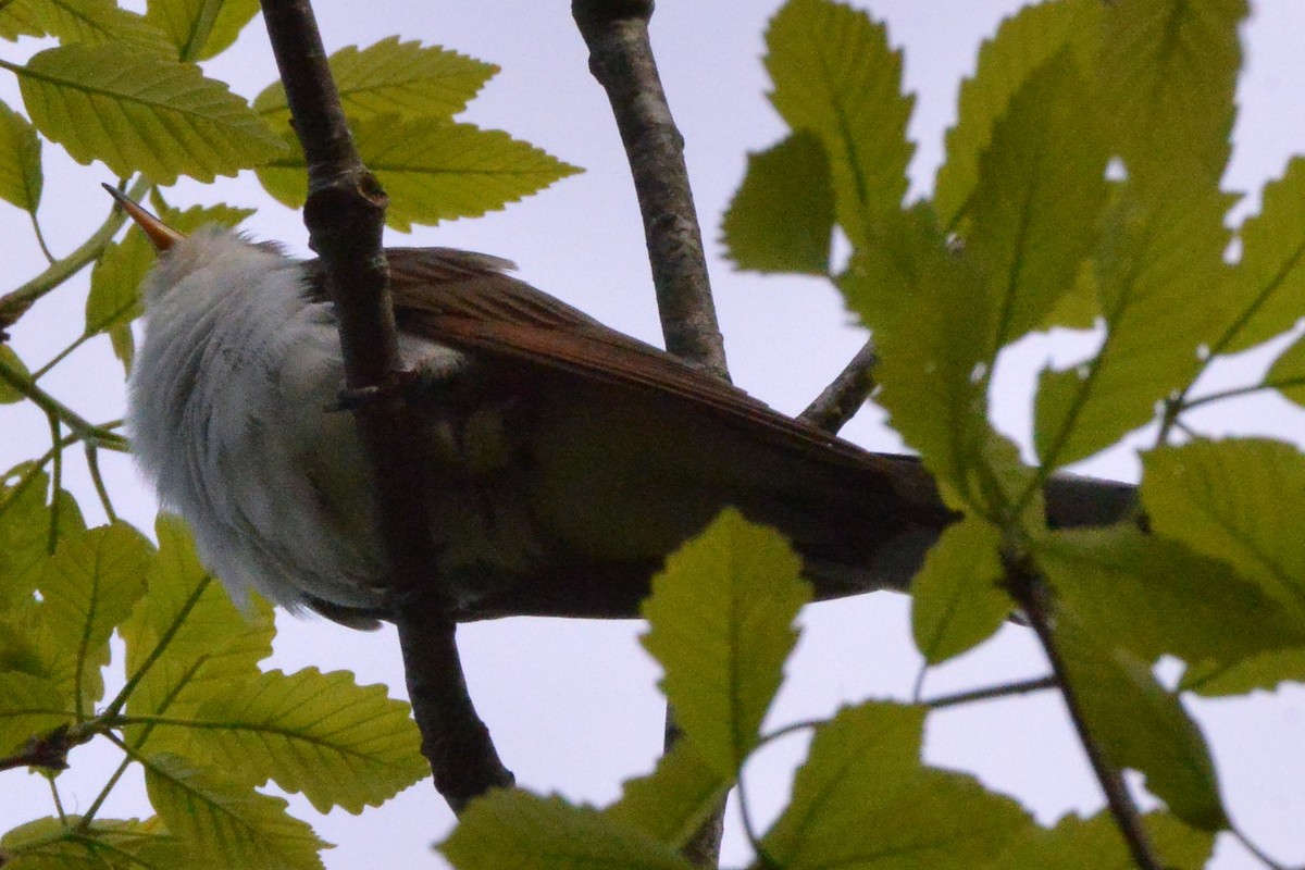 Yellow-billed Cuckoo - ML235405691