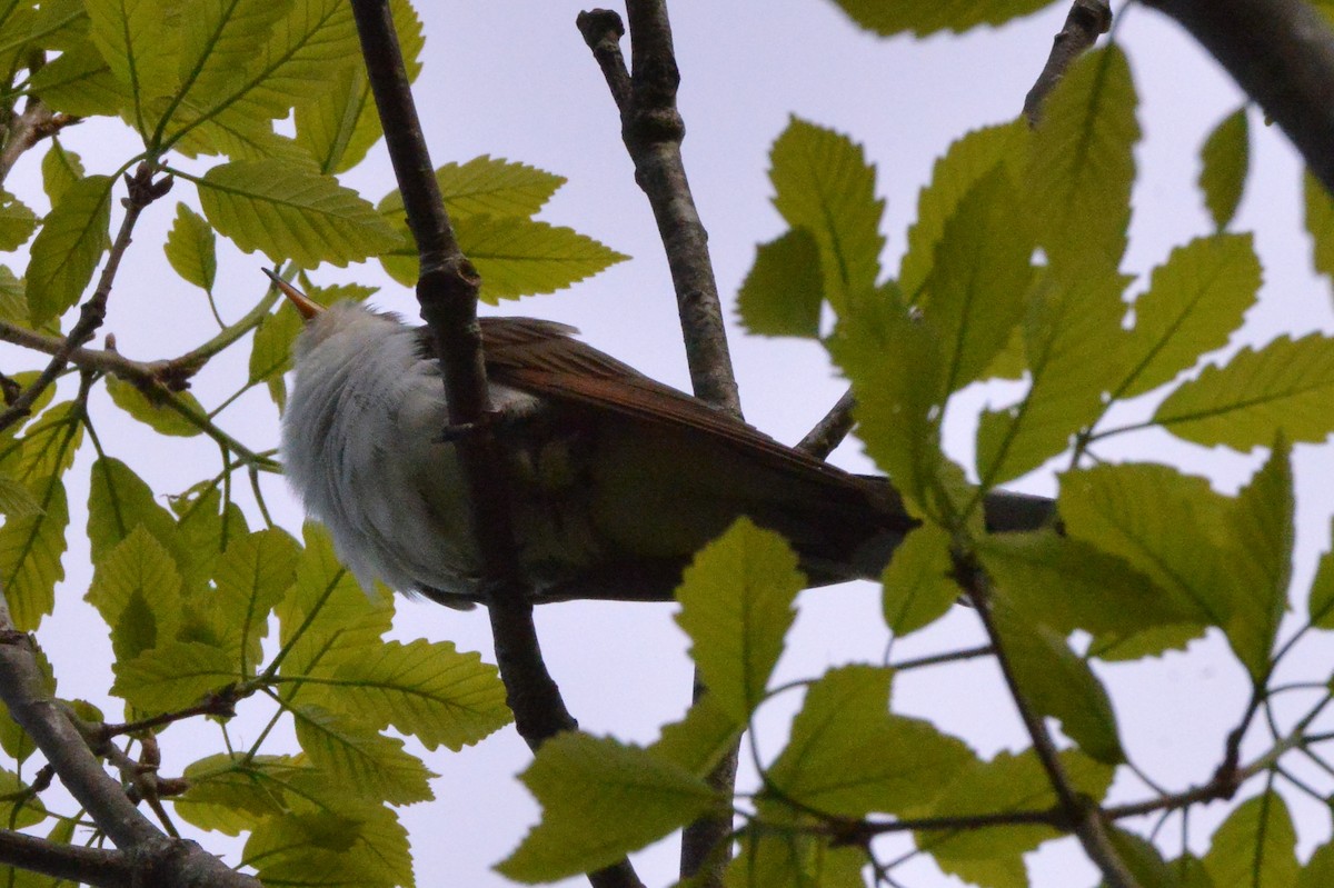 Yellow-billed Cuckoo - ML235405721