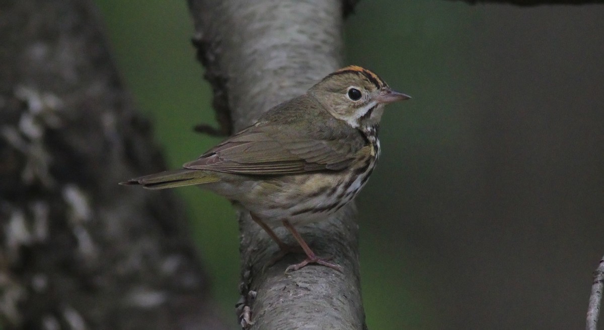 Ovenbird - Tom Smith