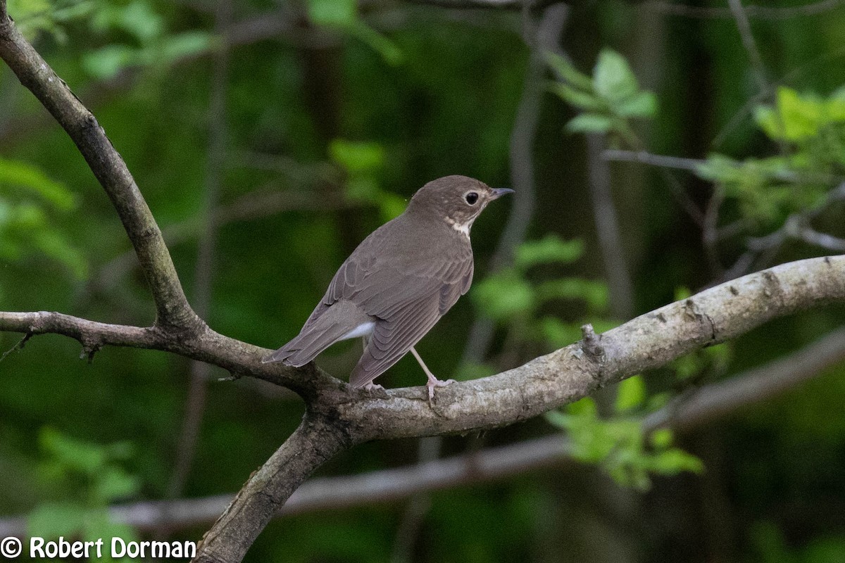 Swainson's Thrush - ML235406141