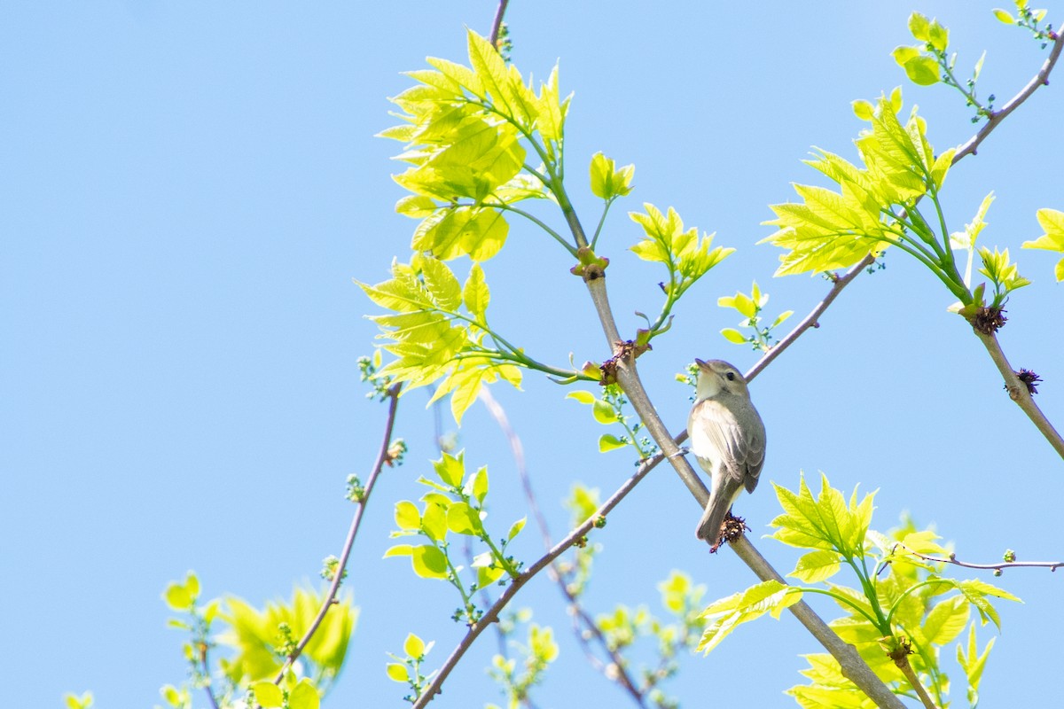 Vireo Gorjeador - ML235407251