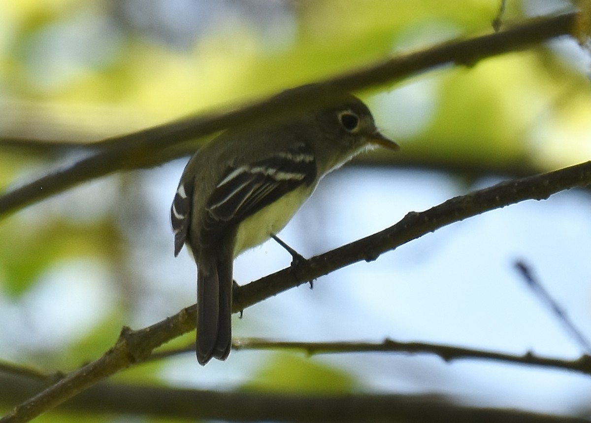Least Flycatcher - ML235408701