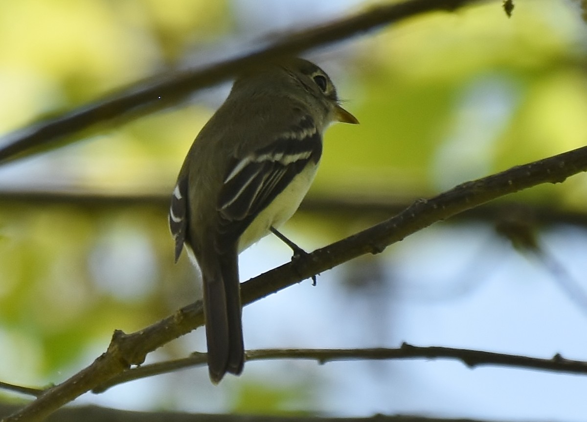 Least Flycatcher - ML235408801