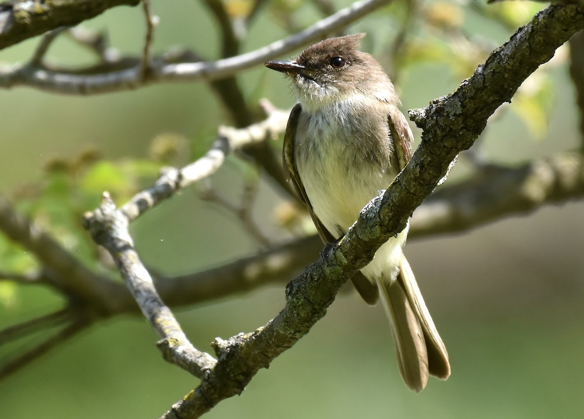 Eastern Phoebe - Don Carbaugh