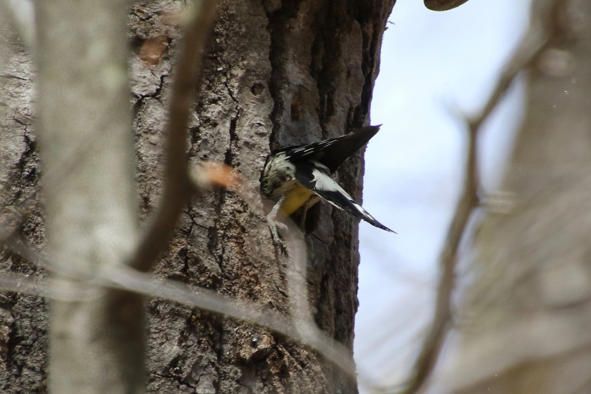 Yellow-bellied Sapsucker - ML235410621