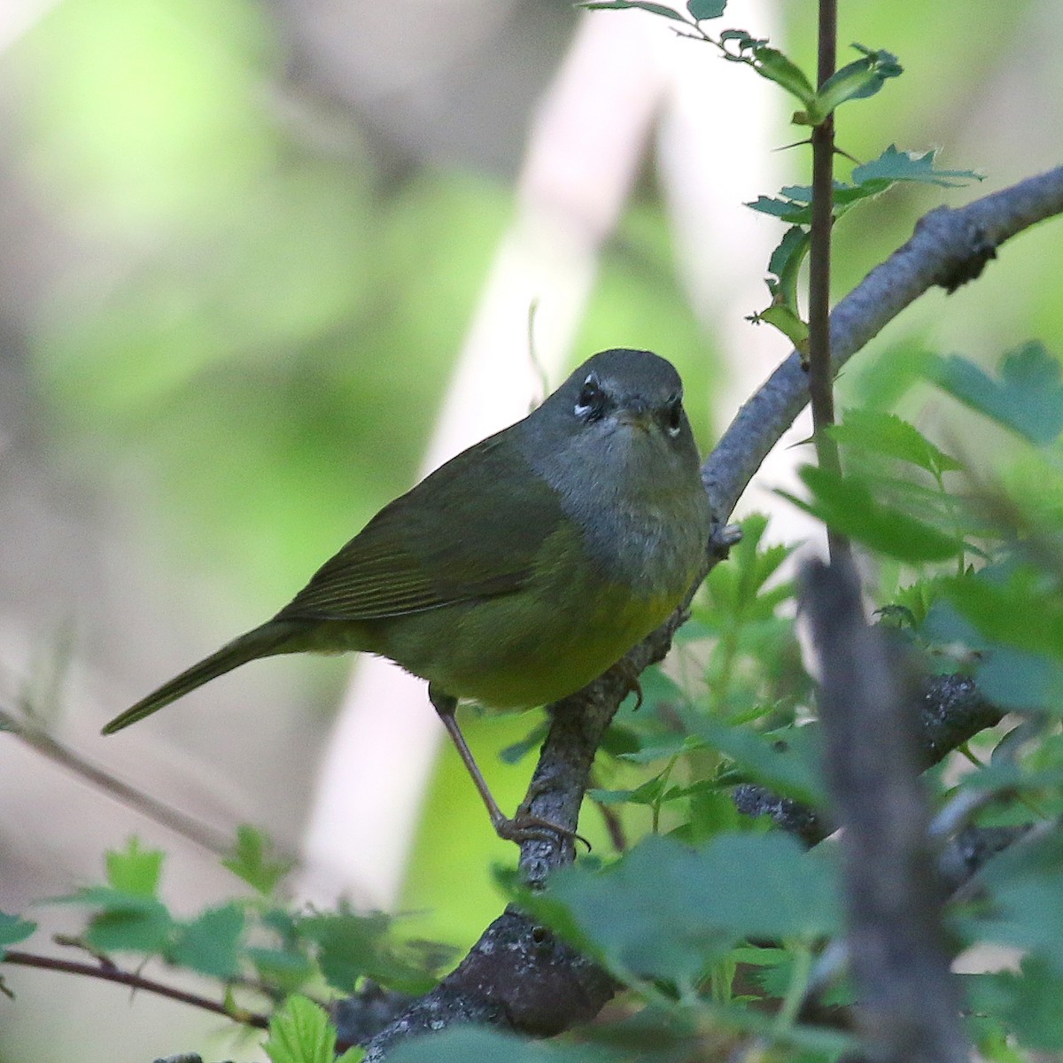 MacGillivray's Warbler - ML235410641