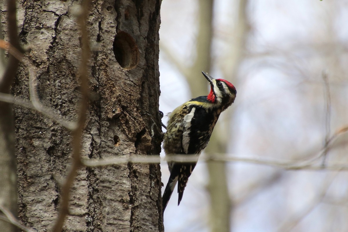 Yellow-bellied Sapsucker - E R