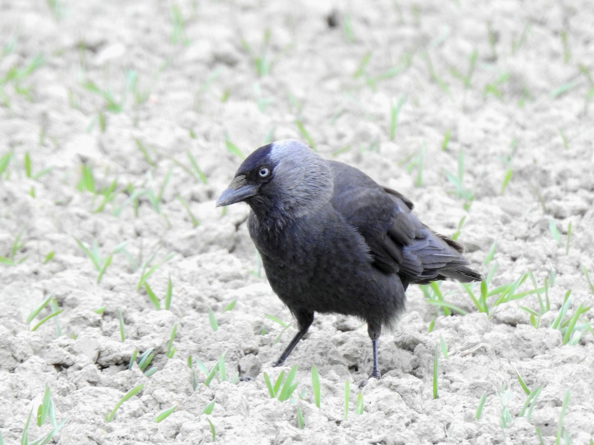 Eurasian Jackdaw - ML235410901