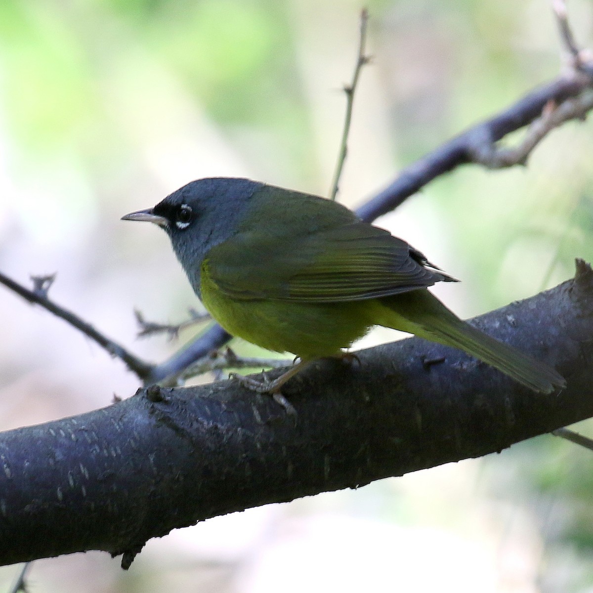 MacGillivray's Warbler - ML235410981