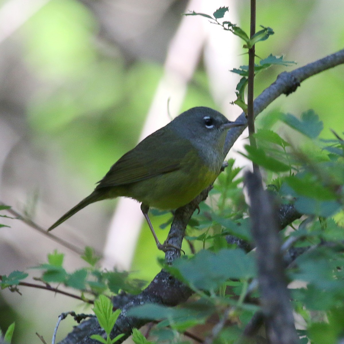 MacGillivray's Warbler - ML235411431