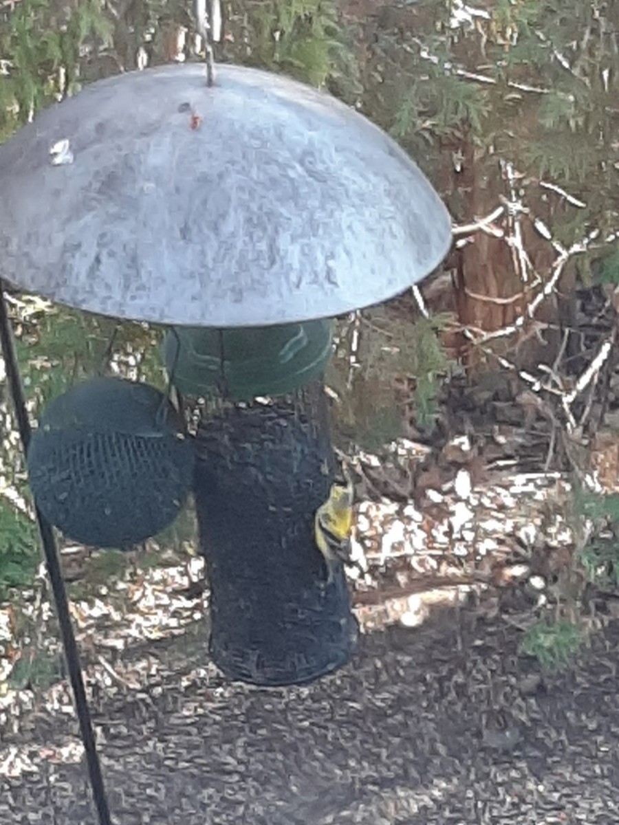 American Goldfinch - ML235411831