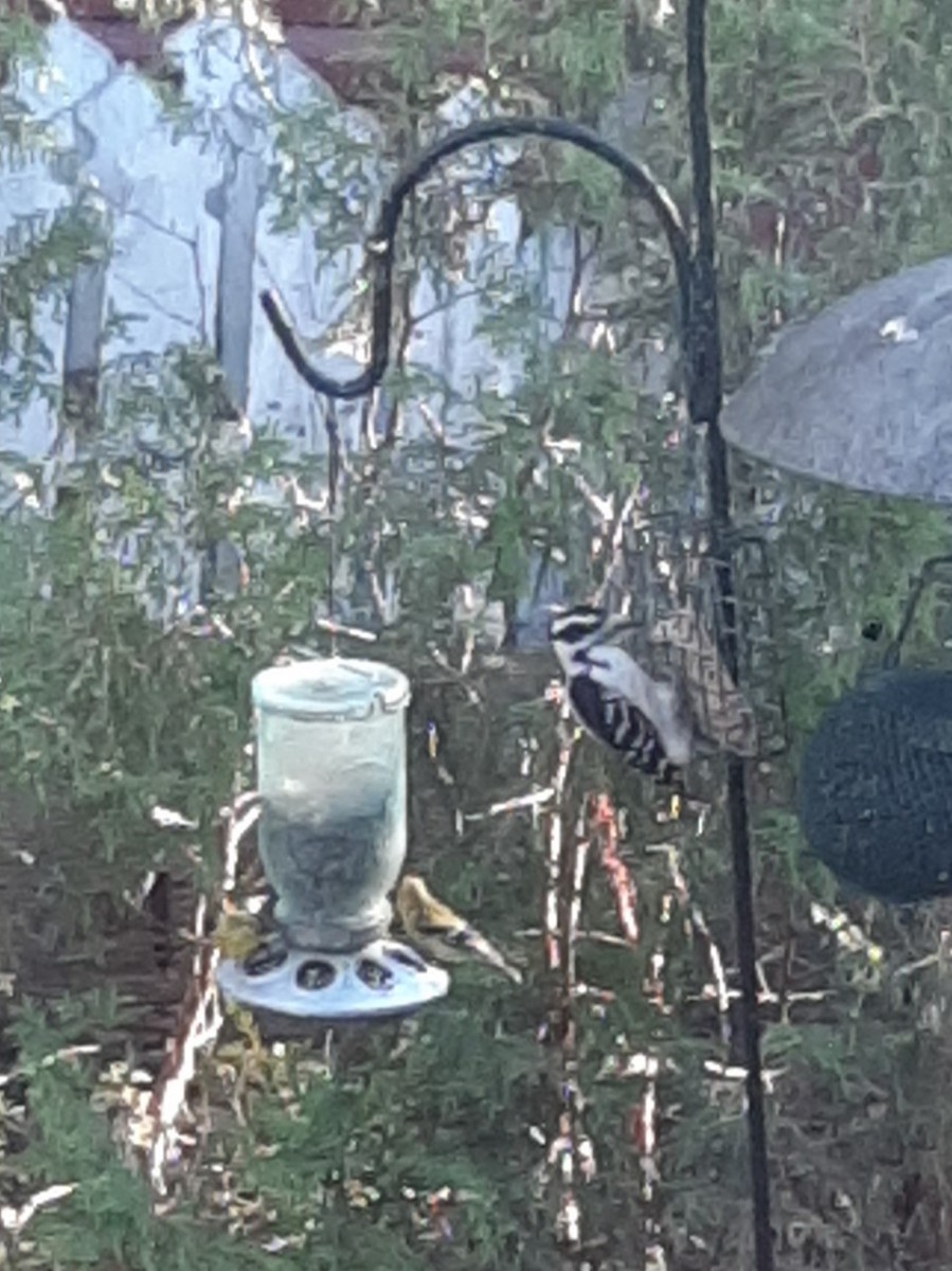 American Goldfinch - ML235412051