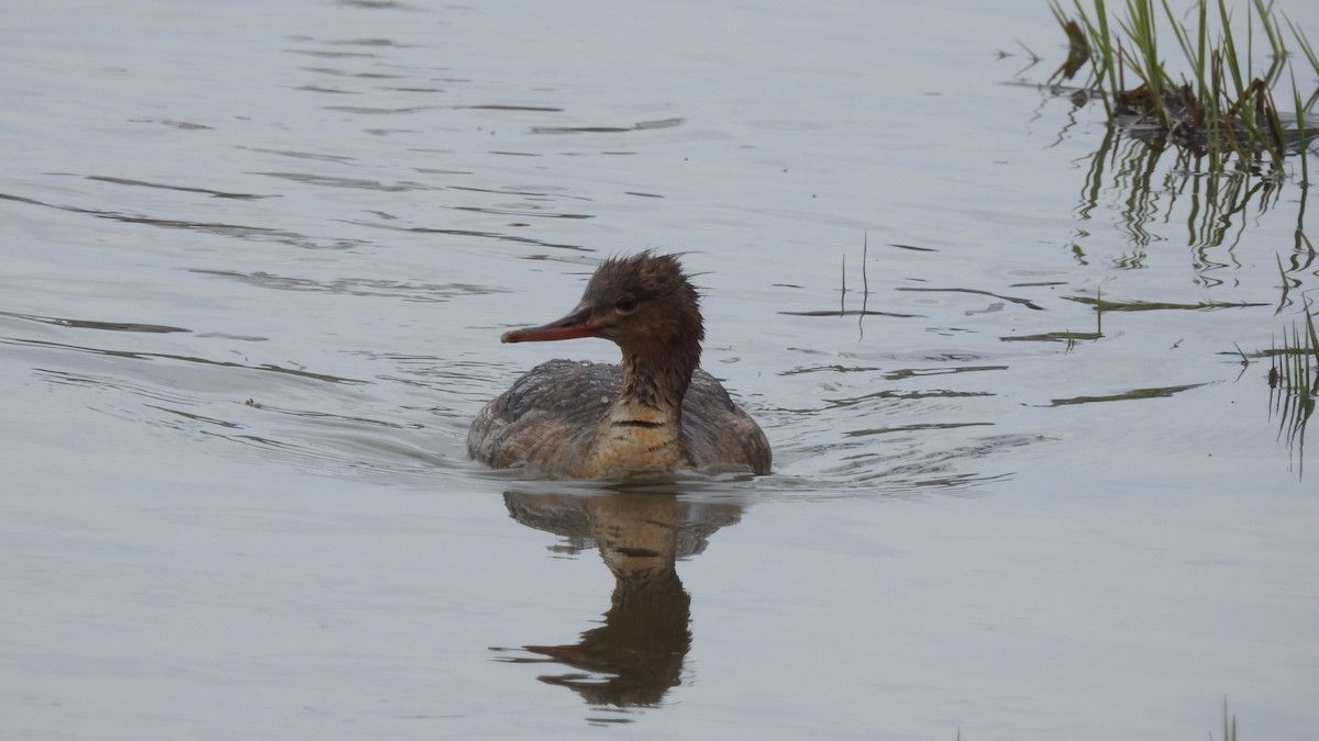 Red-breasted Merganser - ML235412231