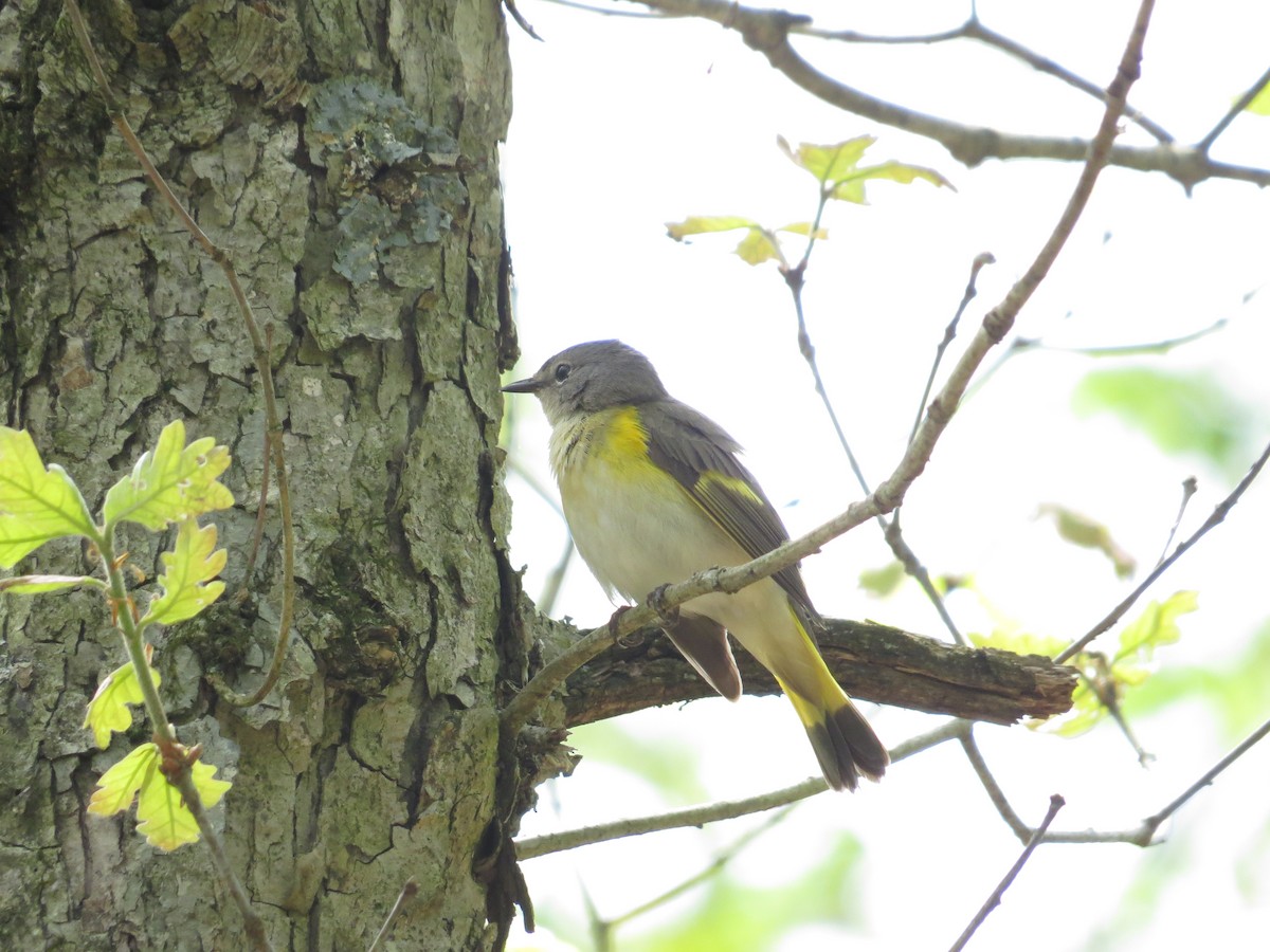 American Redstart - ML235412281