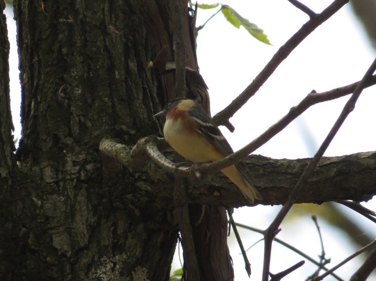 Bay-breasted Warbler - ML235412491