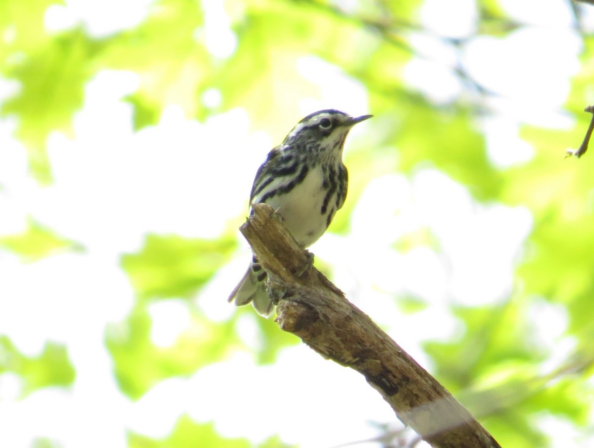 Black-and-white Warbler - ML235412641