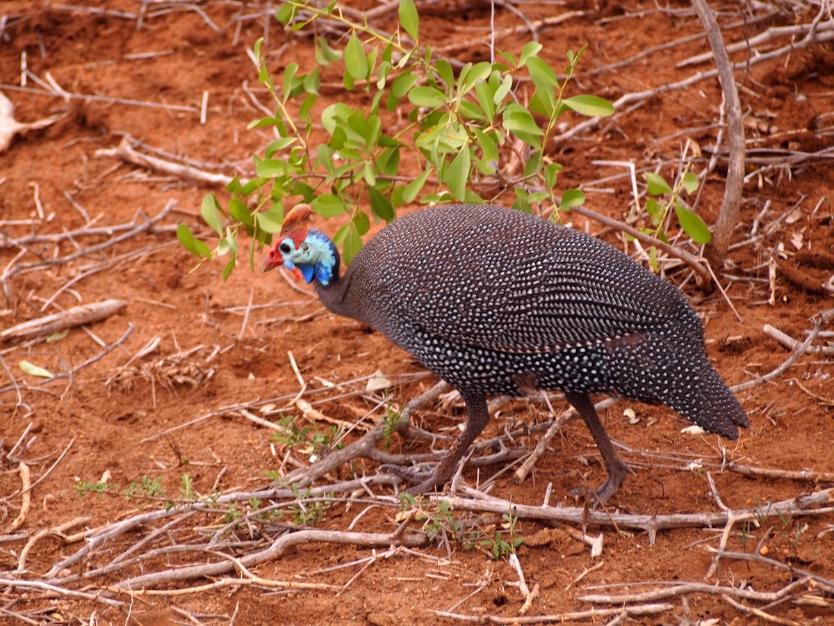 Helmeted Guineafowl - ML235413171