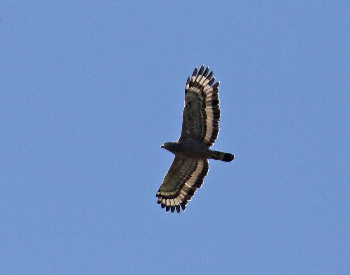 Crested Serpent-Eagle - ML235413771