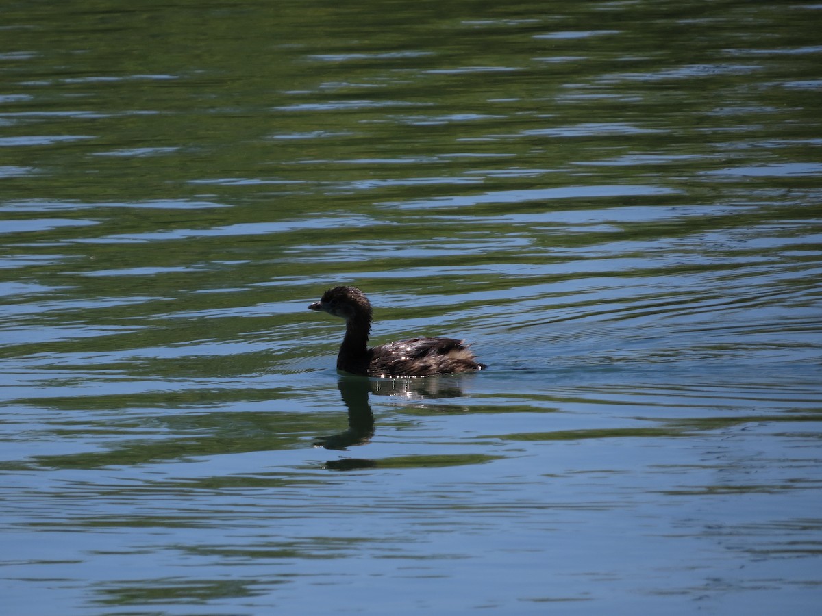 Pied-billed Grebe - ML235414311