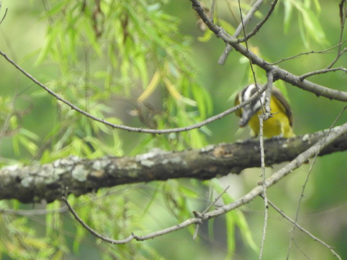 Great Kiskadee - ML235415091