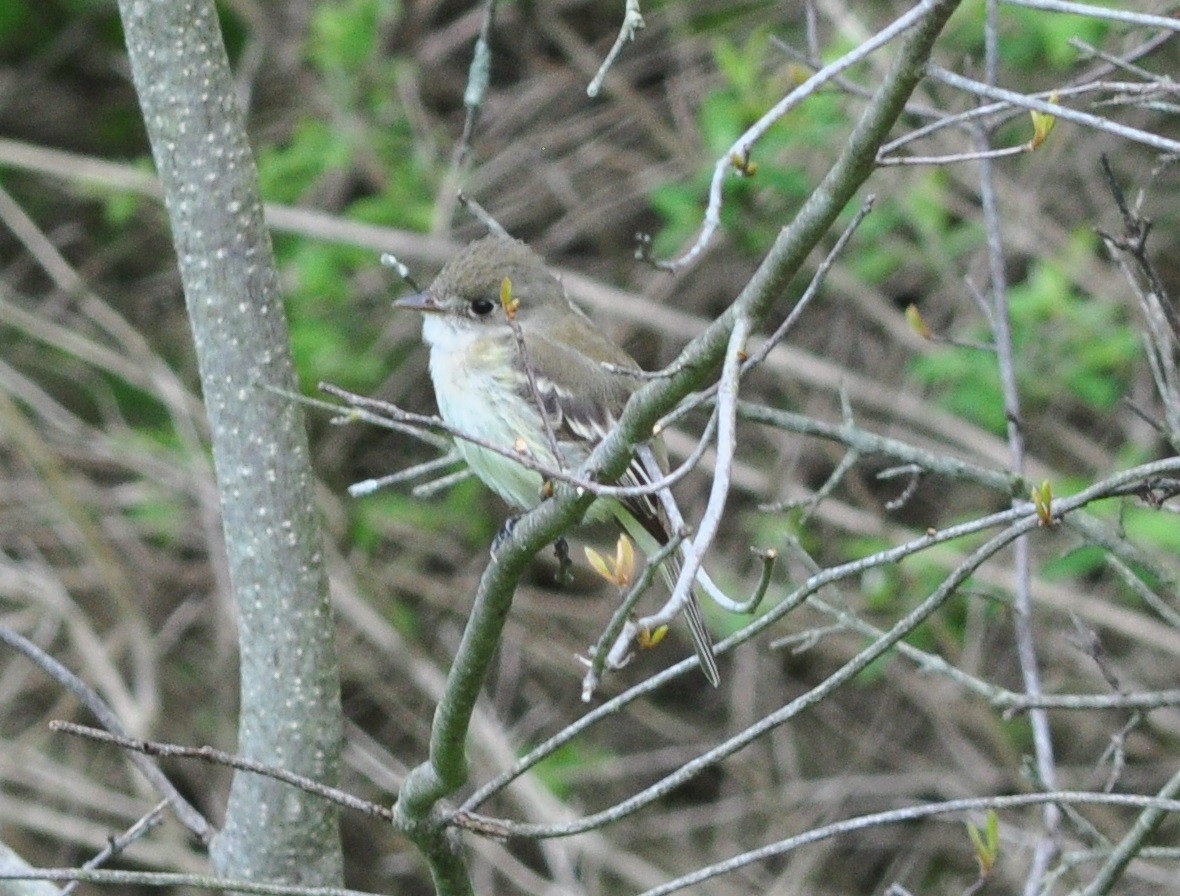 Least Flycatcher - Ethan Chaffee