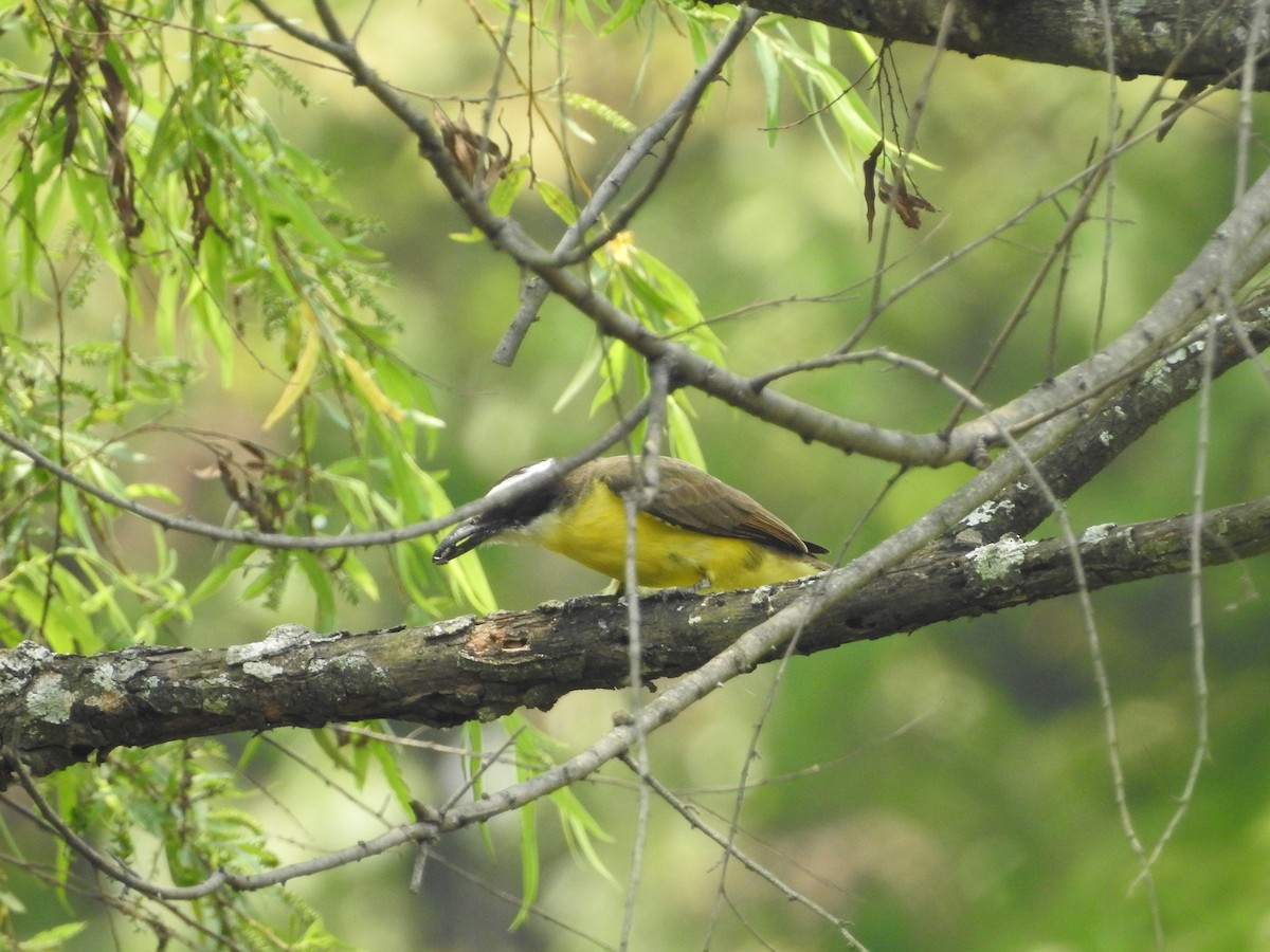 Great Kiskadee - ML235415951