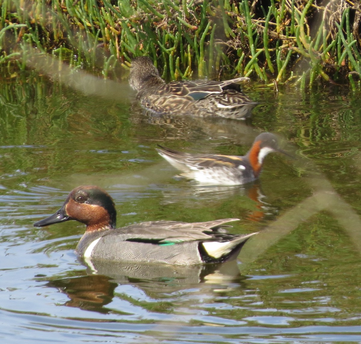 Green-winged Teal - ML235416631