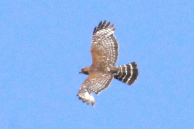 Red-shouldered Hawk - Jerry FlyBird