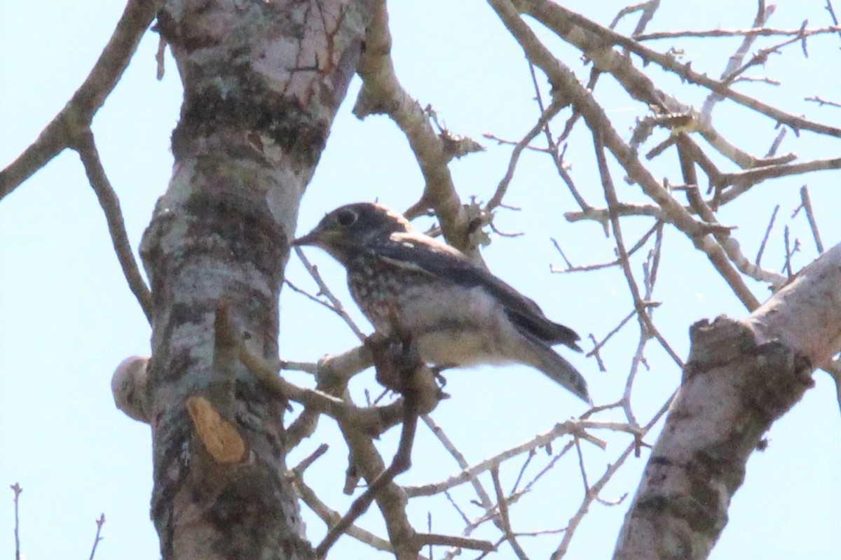 Eastern Bluebird - ML235417111