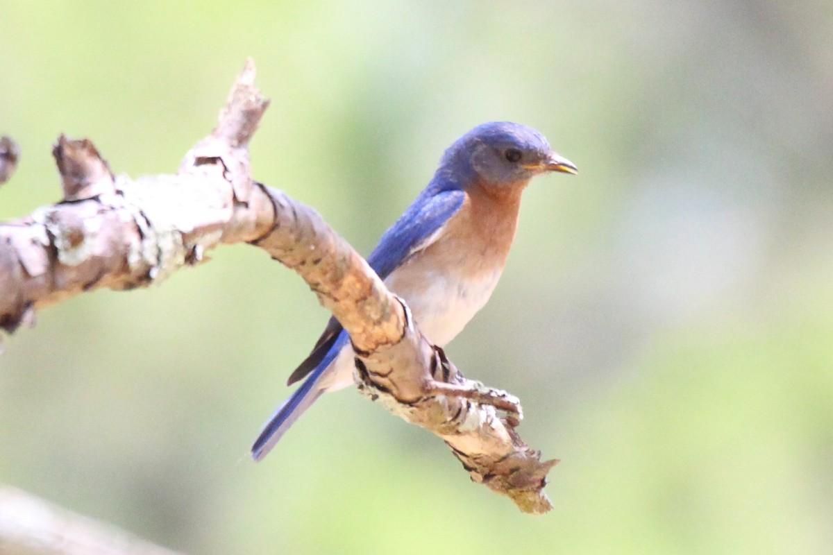 Eastern Bluebird - ML235417121