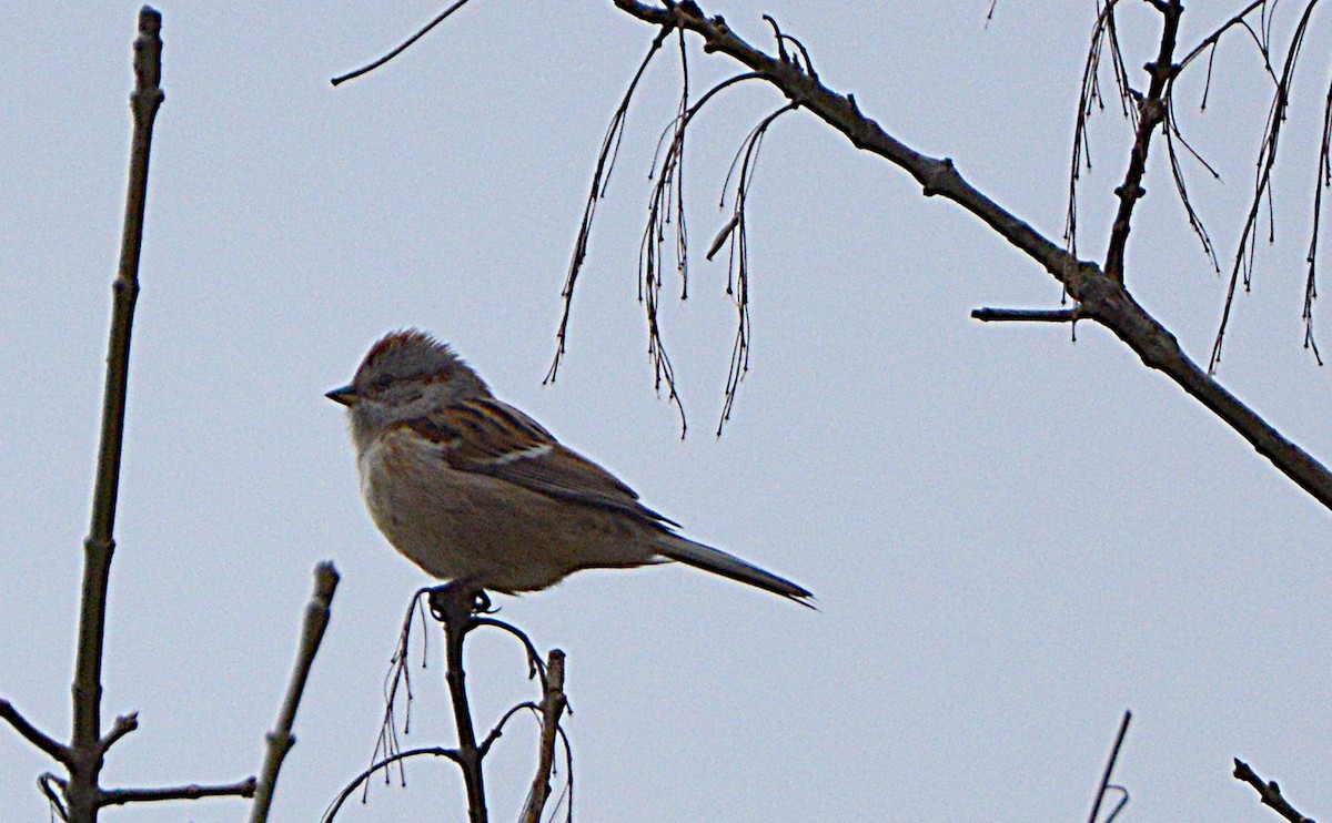 American Tree Sparrow - ML235417151