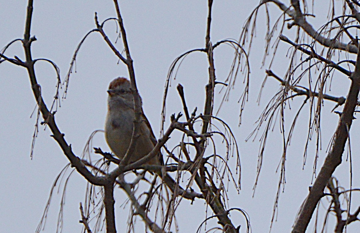 American Tree Sparrow - ML235417171