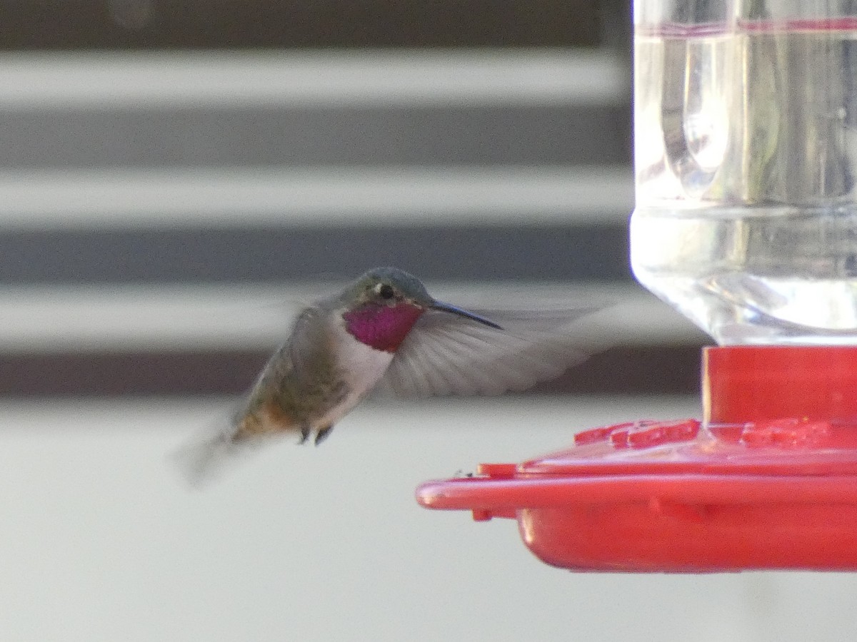 Broad-tailed Hummingbird - ML235417641