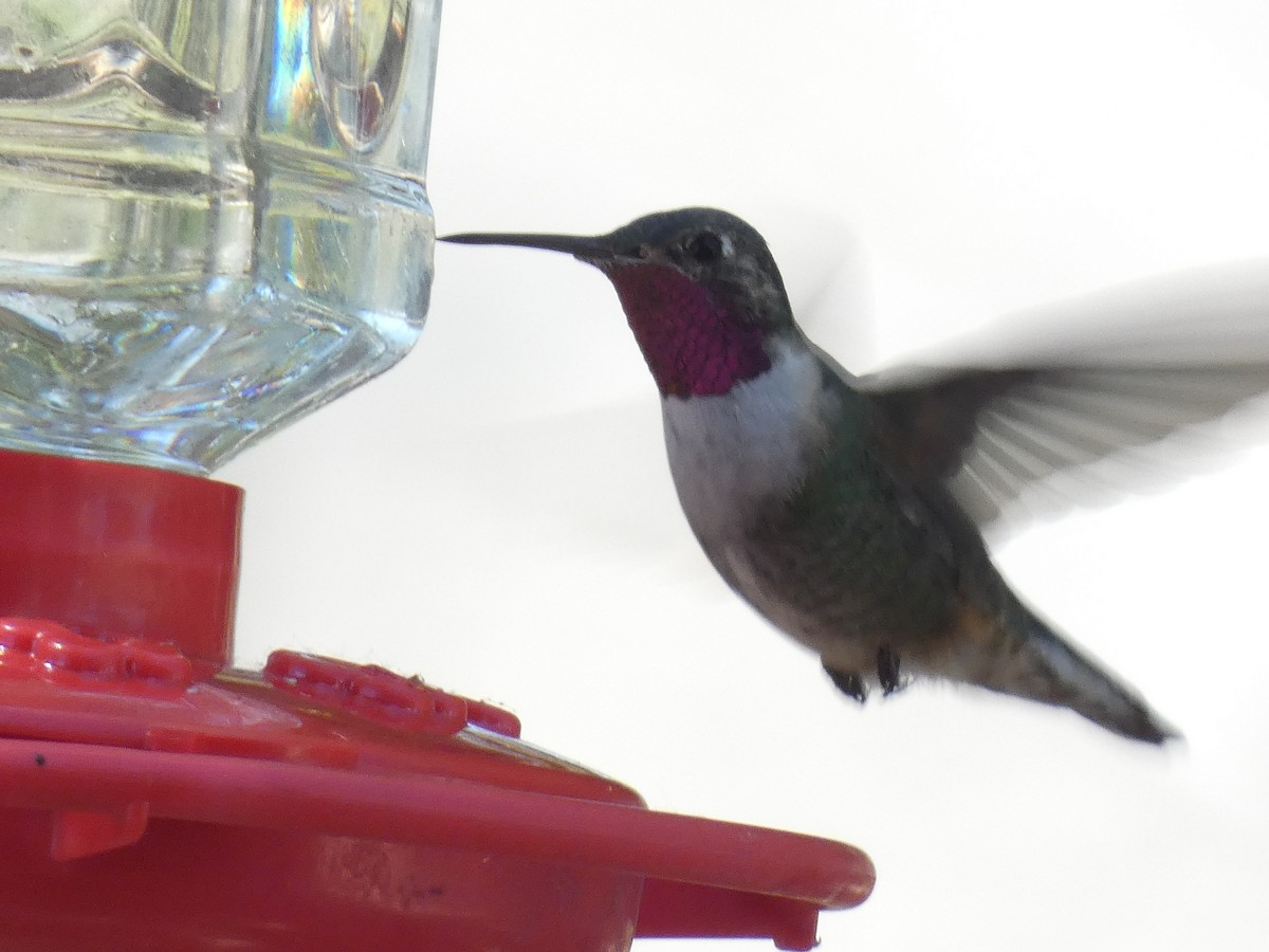 Broad-tailed Hummingbird - ML235417671