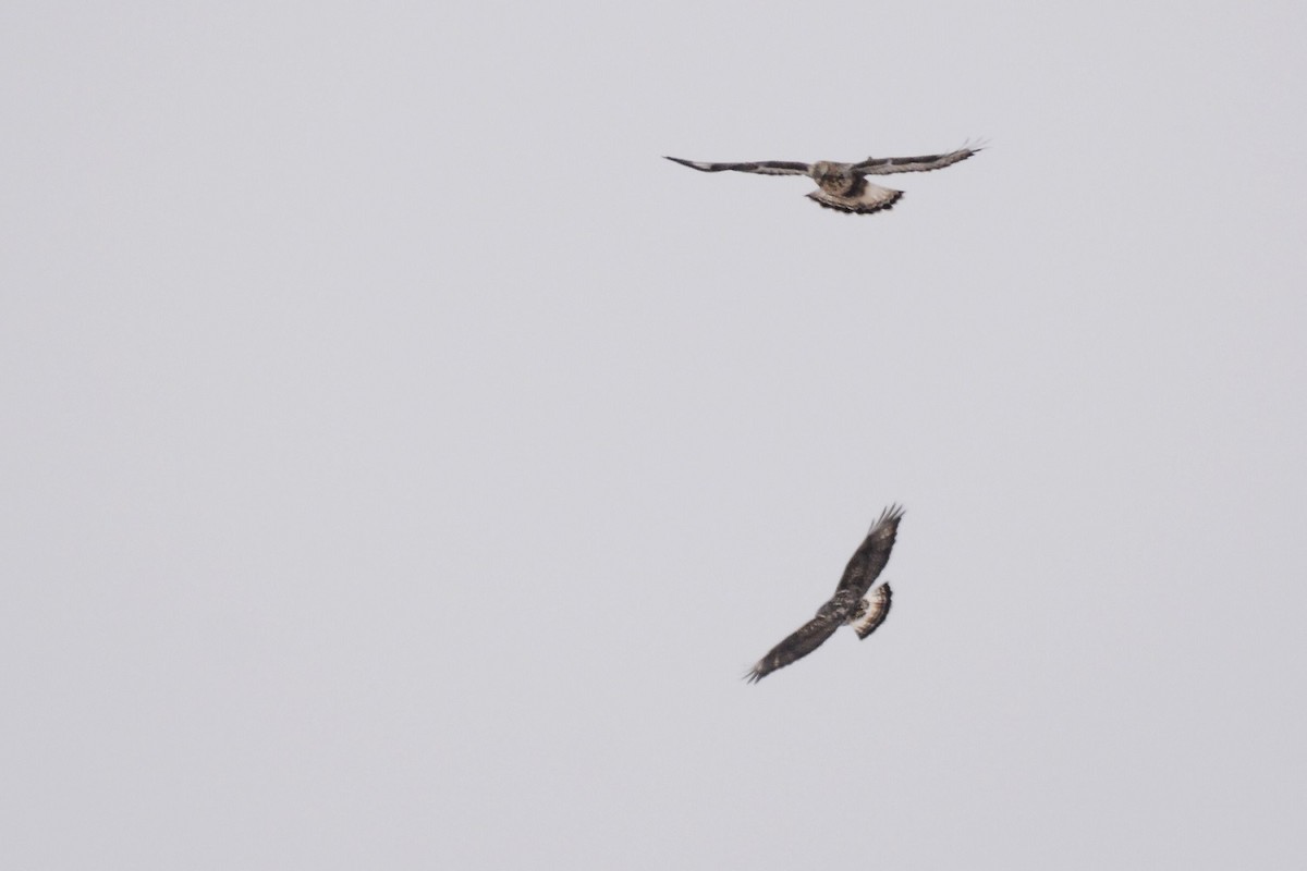 Rough-legged Hawk - ML23541851