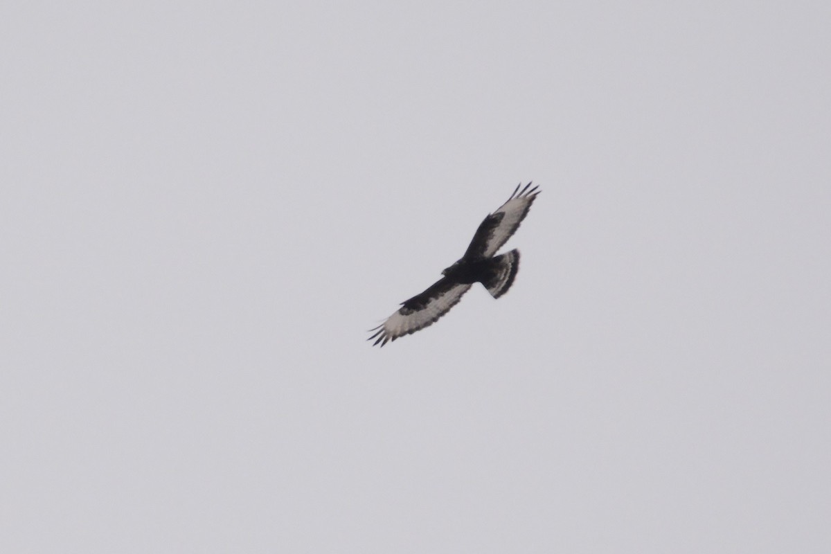 Rough-legged Hawk - ML23541861