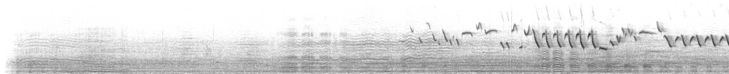 Chochín Paleártico (islandicus) - ML235421