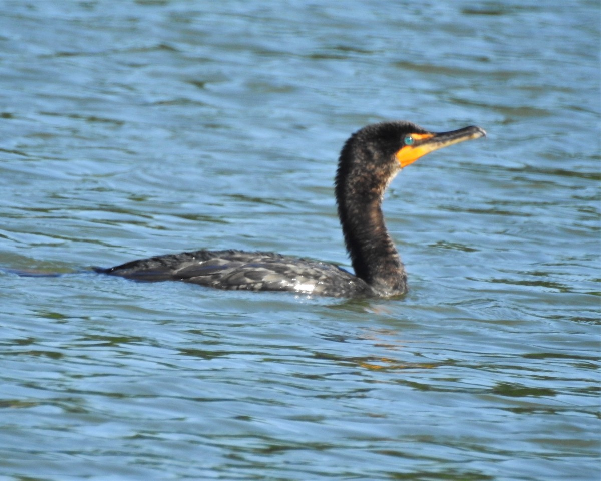 Double-crested Cormorant - ML235423451