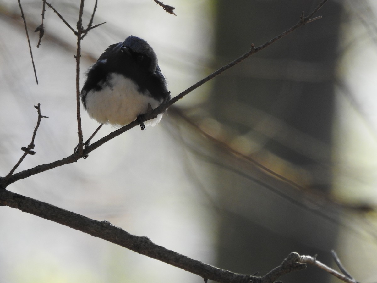 Black-throated Blue Warbler - ML235423841