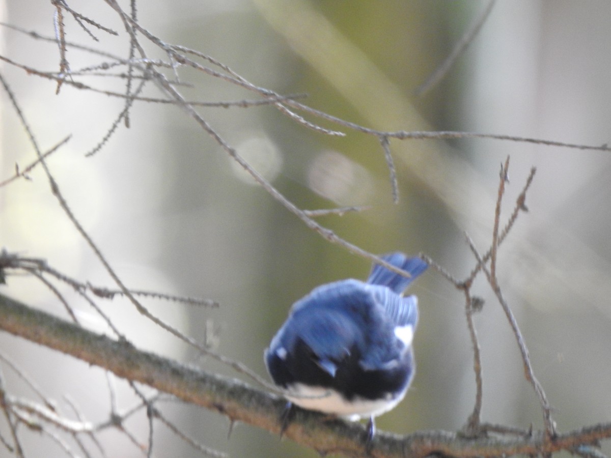 Black-throated Blue Warbler - ML235423971