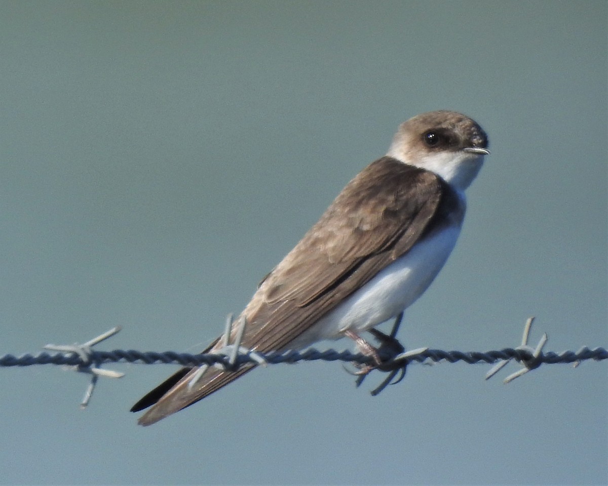 Bank Swallow - ML235424051