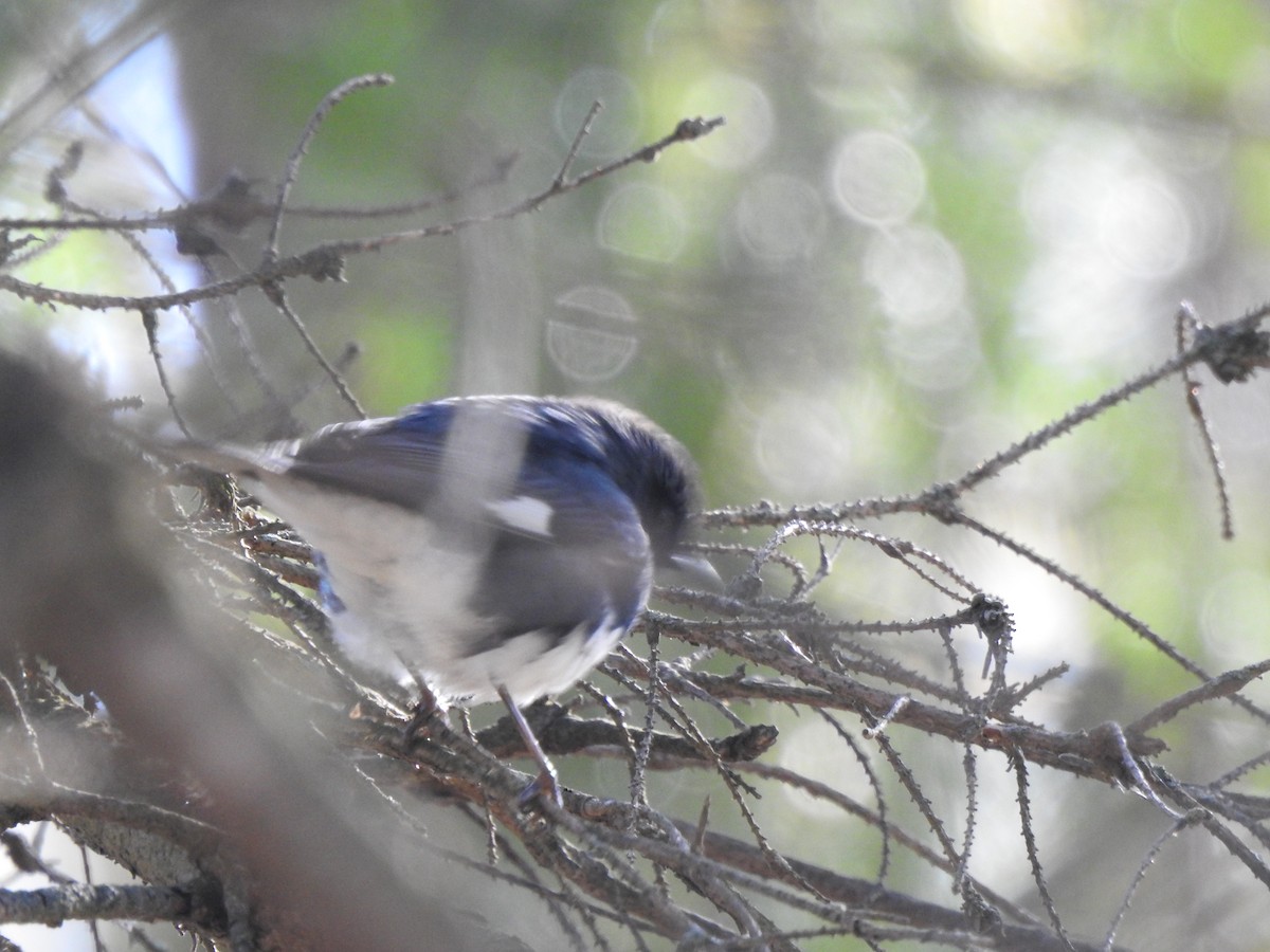 Paruline bleue - ML235424171